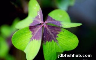 jdb捕鱼试玩 | 双色球复式玩法全攻略：从原理到实战的深度拆解