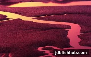 jdb捕鱼试玩专家解析：街机彩票核心玩法与科学选号策略