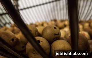 轮盘类彩票市场全景解读：从jdb捕鱼试玩看竞争逻辑与玩家策略