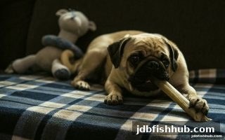 jdb捕鱼试玩玩家必读：波音百家乐赔付率如何重塑你的胜负策略？平台接入指南