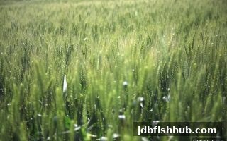 炸金花每日签到赚现金，jdb捕鱼试玩邀你解锁福利