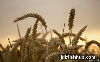玩转jdb捕鱼试玩：深度解析新濠天地亏损保障计划的有效期规则