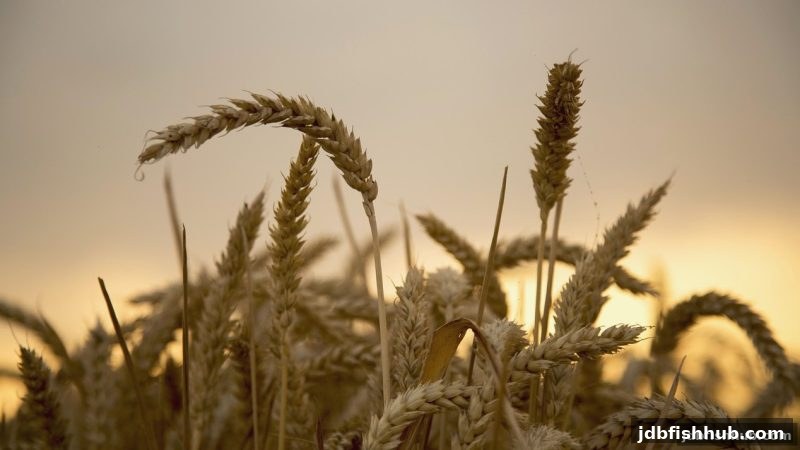 玩转jdb捕鱼试玩：深度解析新濠天地亏损保障计划的有效期规则