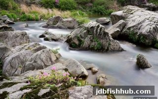 幸运飞艇实时直播解析：从新手观看到深度参与，jdb捕鱼试玩带你解锁全新视角
